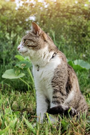 domestic cat with a collar sits in the garden against a background of green bushes and grass and...