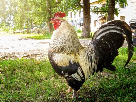 beautiful statuesque multicolored rooster stands on a street in a village, a rustic rooster on a free walk, close upの写真素材