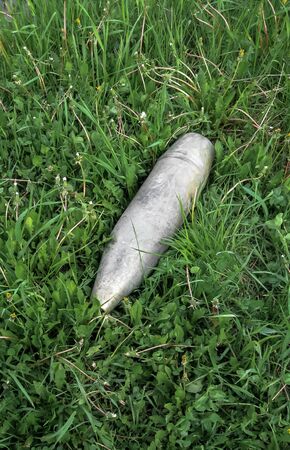 Unexploded new, shiny artillery shell on green grass. View from above. Peace and war. Top viewの写真素材