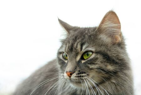 close-up gray fluffy Persian kitty Maine coon. the head of a cat with green eyes, a serious guarded look, ears are listening. Isolated on white backgroundの写真素材