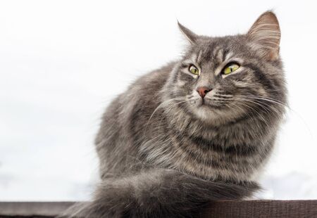 gray fluffy cute tabby cat with green eyes sits on a blackboard, Isolated on white background. close-up gray fluffy Persian kitty Maine coonの写真素材