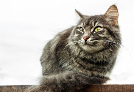 gray fluffy cute tabby cat with green eyes sits on a blackboard, Isolated on white background. close-up gray fluffy Persian kitty Maine coonの写真素材