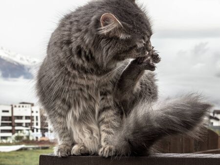 cat fluffy gray sits on a fence and washes, licks himself. frosty morning in the mountains. close-up gray fluffy Persian kitty Maine coonの写真素材