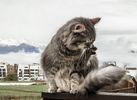 cat fluffy gray sits on a fence and washes, licks himself. frosty morning in the mountains. close-up gray fluffy Persian kitty Maine coonの写真素材
