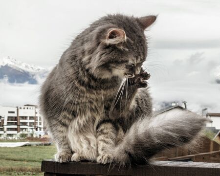 cat fluffy gray sits on a fence and washes, licks himself. frosty morning in the mountains. close-up gray fluffy Persian kitty Maine coonの写真素材