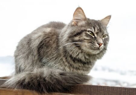 close-up gray fluffy Persian kitty Maine coon. cat sits on the railing and closes his eyes. Isolated on white backgroundの写真素材