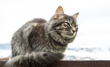 close-up gray fluffy Persian kitty Maine coon. cat sits on the railing and closes his eyes. Isolated on white backgroundの写真素材