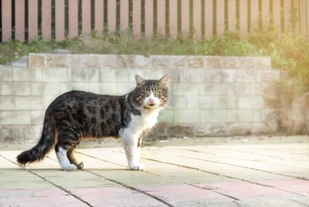 cat beautiful spotted gray-white with green eyes stands and looks outside in the sunny morning raysの写真素材