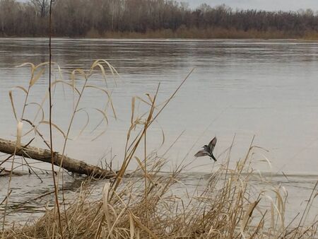 a bird with spread wings flies and sits on the trunk of a flooded tree in a spilled river during a spring floodの写真素材