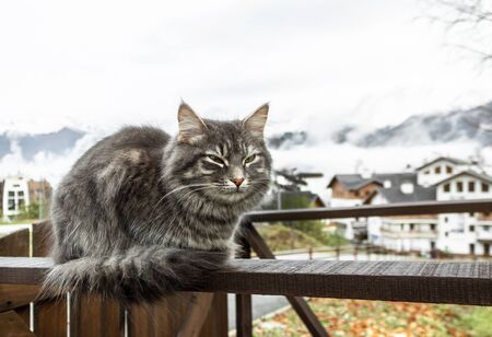 cat gray fluffy cute striped with green eyes sits on a wooden fence or gate. mountains in the morning sunny dawn. close-up gray fluffy Persian kitty Maine coonの写真素材