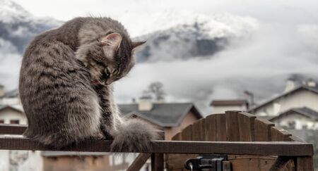 fluffy gray cat sits on a fence and washes, licks himself. frosty morning in the mountains. close-up gray fluffy Persian kitty Maine coonの写真素材