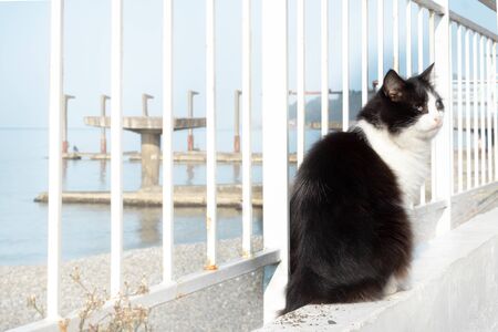 black and white cat on the white embankment of the sea sits by the fence. Fluffy cat sailorの写真素材