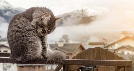cat fluffy gray sits on a fence and washes, licks himself. frosty morning in the mountains. close-up gray fluffy Persian kitty Maine coonの写真素材