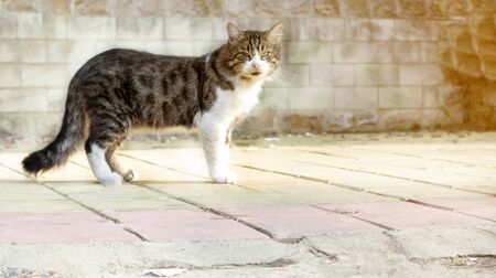 cat beautiful spotted gray-white with green eyes stands and looks outside in the sunny morning raysの写真素材