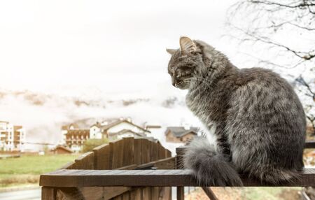 cat Beautiful fluffy gray is sitting on the fence. frosty morning in the mountains. close-up gray fluffy Persian kitty Maine coonの写真素材