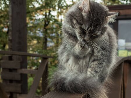 cat fluffy gray sits on a fence and is washing his paw. frosty morning. close-up gray fluffy Persian kitty Maine coonの写真素材