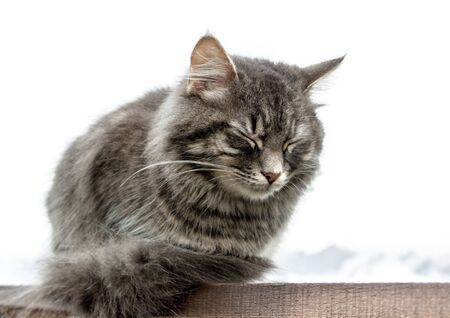 gray fluffy cute tabby cat with closed eyes sits on a railing on a wooden board, in the background is a white haze of clouds. close-up gray fluffy Persian kitty Maine coonの写真素材