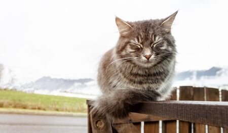 gray fluffy cute tabby cat with closed eyes sits on a wooden fence or gate, frosty morning in the mountains. close-up gray fluffy Persian kitty Maine coonの写真素材