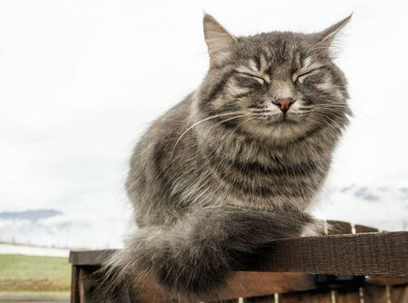 gray fluffy cute tabby cat with closed eyes sits on a wooden fence or gate, in the background a white haze of clouds close-up gray fluffy Persian kitty Maine coonの写真素材