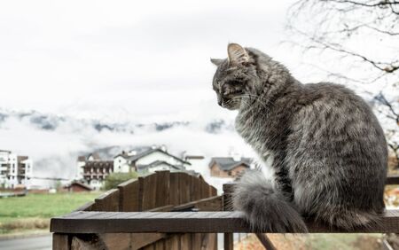 cat Beautiful fluffy gray is sitting on the fence. frosty morning in the mountains. close-up gray fluffy Persian kitty Maine coonの写真素材