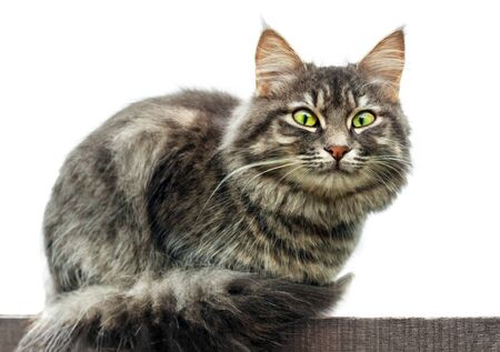 gray fluffy cute tabby cat with green eyes sits on a blackboard, Isolated on white background. close-up gray fluffy Persian kitty Maine coonの写真素材