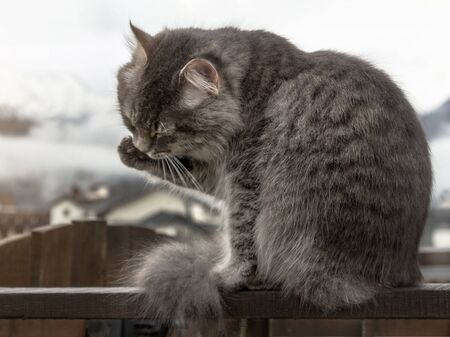 cat fluffy gray sits on a fence and is washing his paw. frosty morning in the mountains. close-up gray fluffy Persian kitty Maine coonの写真素材