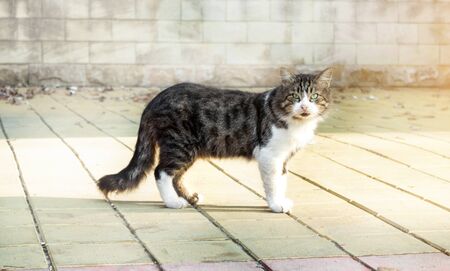 cat Boris beautiful spotted gray-white with green eyes stands and looks outside in the sunny morning raysの写真素材