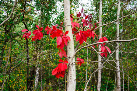 Red leaves of wild grapes on a birchの写真素材