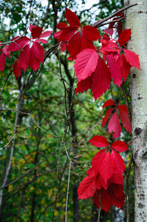 Autumn leaves of wild grapes in the red birch