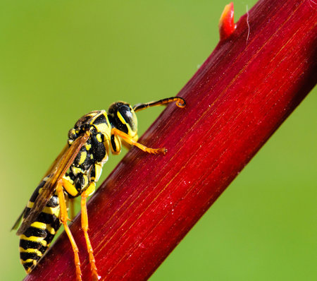 Bee on the red lineの写真素材