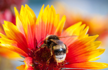 In summer the weather is sunny the bees collect nectarの写真素材