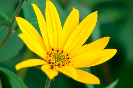 Autumn flowers and leavesの写真素材