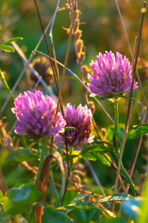 Autumn flowers and leavesの写真素材