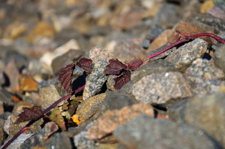 Wild grapes growing in the rocks on the railway embankmentの写真素材