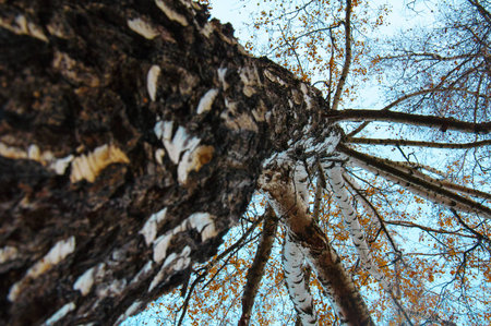 Golden birch leaves against the skyの写真素材
