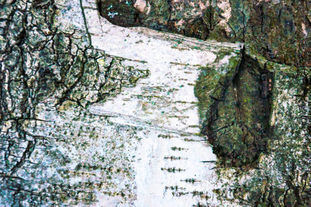 Drawing on birch bark in winterの写真素材