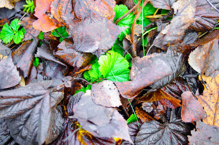 Autumn flowers and leavesの写真素材