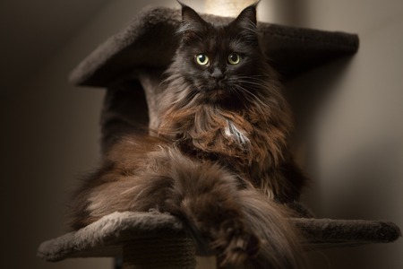 Maine Coon cat lying in cat houseの写真素材