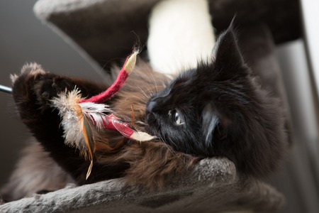 Brown Maine Coon cat lying on cat house and playing with toy.の写真素材