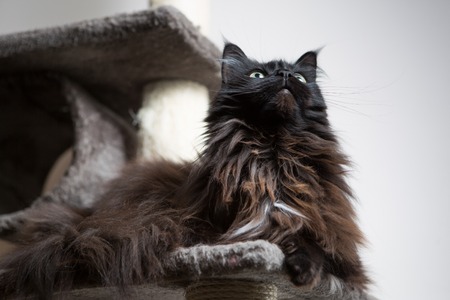 Brown Maine Coon cat lying in cat houseの写真素材