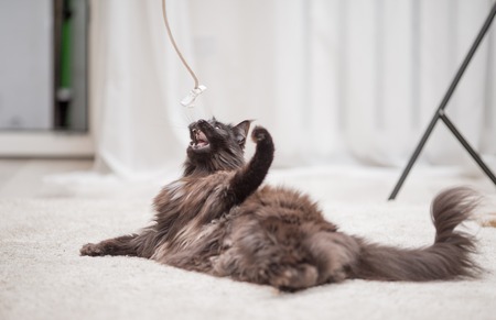Maine Coon cat lying on the floor and playing with toy. Focus on toy.の写真素材