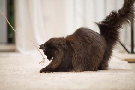 Brown Maine Coon Kitten playing with toy on the floor. Focus on toy.の写真素材