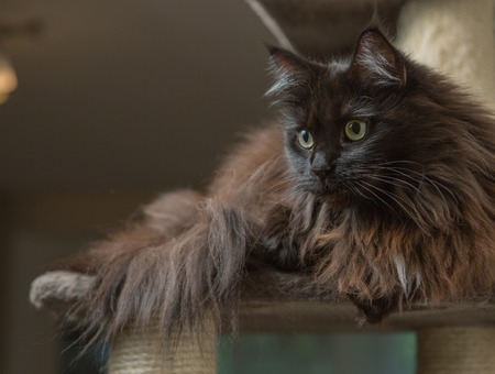 Maine Coon cat lying in cat houseの写真素材