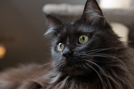 Maine Coon cat lying in cat houseの写真素材