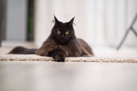 Brown Maine Coon cat lying on the floor.の写真素材