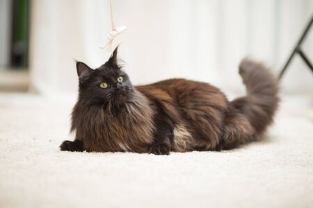 Brown Maine Coon cat lying on the floor and playing with toy.の写真素材