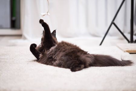 Maine Coon cat lying on the floor and playing with toy. Focus on toy.の写真素材