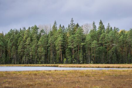 Autumn coniferous forest with lake Norovskoe and grey sky, Russiaの写真素材