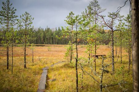 Autumn coniferous forest with lake Norovskoe and grey sky, Russiaの写真素材
