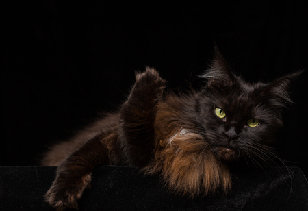 Studio Portrait of a beautiful Maine Coon Cat against Black Background. Can be used for Halloween.の写真素材